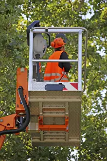 Tree Pruning Impressions: Workers on the work platform pruning or maintaining trees
