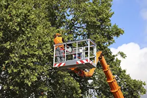 Tree Pruning Impressions: Workers on the work platform pruning or maintaining trees