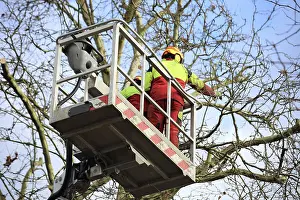 Tree Pruning Impressions: Workers on the work platform pruning or maintaining trees