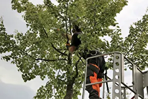 Tree Pruning Impressions: Workers on the work platform pruning or maintaining trees