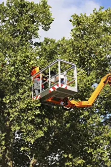 Deciduous Tree Management Impressions: Workers on the work platform pruning or maintaining trees