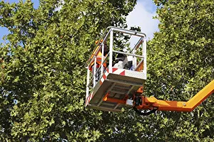 Tree Pruning Impressions: Workers on the work platform pruning or maintaining trees