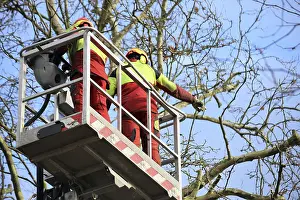 Safety Helmet Wearers Impressions: Workers on the work platform pruning or maintaining trees