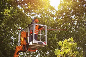 Tree Pruning Impressions: Workers on the work platform pruning or maintaining trees