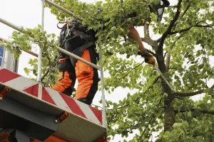 Deciduous Tree Management Impressions: Workers on the work platform pruning or maintaining trees