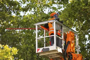 Deciduous Tree Management Impressions: Workers on the work platform pruning or maintaining trees