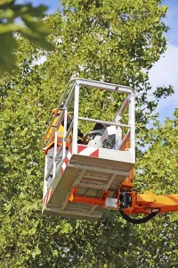 Safety Helmet Wearers Impressions: Workers on the work platform pruning or maintaining trees