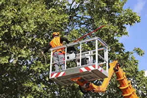 Deciduous Tree Management Impressions: Workers on the work platform pruning or maintaining trees
