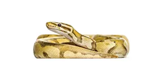 Exotic Reptile Photography Impressions: Yellow and brown or Firefly ball python regius snake