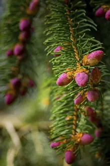 Spring Forest Scenery Impressions: Young cones on a tree in springtime in the forest
