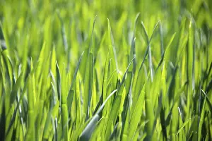 Young Corn Impressions: Young corn in spring, background, texture