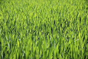 Young Corn Impressions: Young corn in spring, background, texture