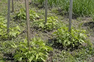 Vegetable Garden Impressions: Young runner bean plants in a vegetable patch