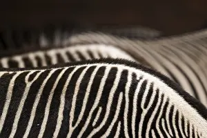 No People Animals Impressions: Zebra