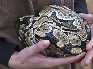 Python à Billes Impressions: Le gardien de zoo tenant un python ball avec un joli motif.