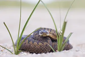 Adder Snake Impressions: Adder, Vipera berus