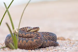 Vipera Berus Species Impressions: Adder, Vipera berus
