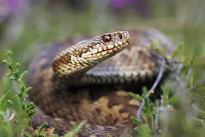 Vipera Berus Species Impressions: Adder, Vipera berus