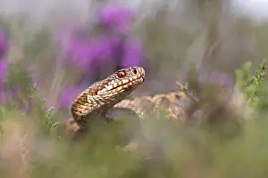Adder Snake Impressions: Adder, Vipera berus