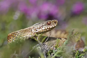 Vipera Berus Images Impressions: Adder, Vipera berus