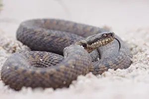Adder Snake Impressions: Adder, Vipera berus