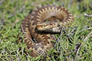 Vipera Berus Images Impressions: Adder, Vipera berus