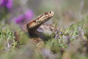 Vipera Berus Species Impressions: Adder, Vipera berus