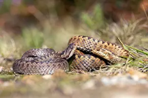 European Adder Species Impressions: Adder, Vipera berus