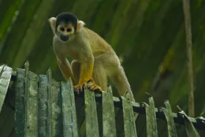Impression encadrée : Singe d'Amazon Impression encadrée : Singe d'Amazon