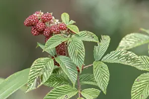 South American Flora Impressions: Andean Raspberry