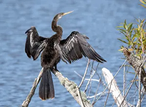 Anhinga Bird Impressions: Anhinga, Anhinga anhinga