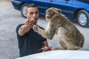Barbary Macaque Impressions: Barbary Macaque, Macaca sylvanus