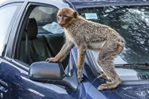 Barbary Macaque Impressions: Barbary Macaque, Macaca sylvanus