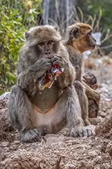 Barbary Macaque Impressions: Barbary Macaque, Macaca sylvanus
