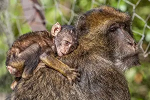 Macaque de Barbarie, Macaca sylvanus.