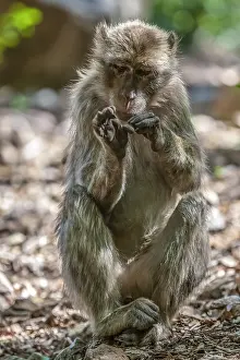 Barbary Macaque Impressions: Barbary Macaque, Macaca sylvanus