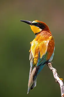 Merops Apiaster Habitat Impressions: Bee-eater; Merops apiaster