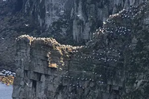 Seabird Colony Impressions: Bempton Cliffs