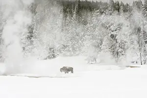 Bison In Winter Impressions: Bison, Bison bison