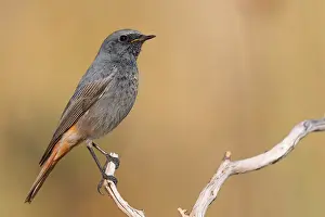 Black Bird Species Impressions: Black Redstart