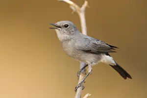 Passeriformes Species Impressions: Blackstart