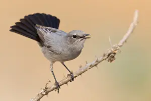 Passeriformes Birds Impressions: Blackstart