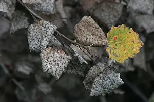 Fall Foliage Images Impressions: blad, leaf
