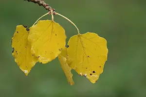 Fall Foliage Photos Impressions: blad, leaf