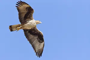 Bonellis Eagle Impressions: Bonelli's Eagle