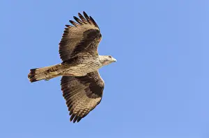 Bonellis Eagle Impressions: Bonelli's Eagle