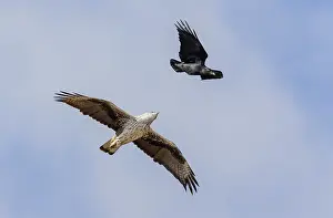 Bonellis Eagle Impressions: Bonelli's Eagle