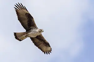 Bird Flight Photos Impressions: Bonelli's Eagle