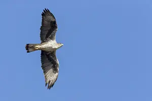 Bonellis Eagle Impressions: Bonelli's Eagle