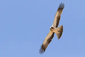 Birds With Sharp Talons Impressions: Booted Eagle